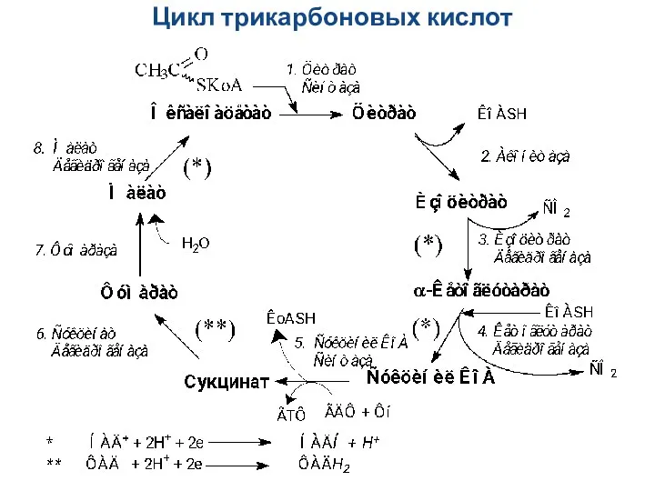 Цикл трикарбоновых кислот