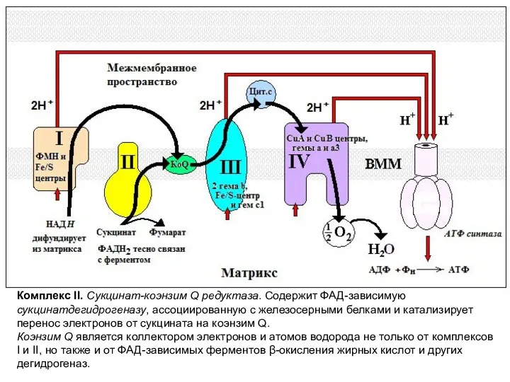 Комплекс II. Сукцинат-коэнзим Q редуктаза. Содержит ФАД-зависимую сукцинатдегидрогеназу, ассоциированную с