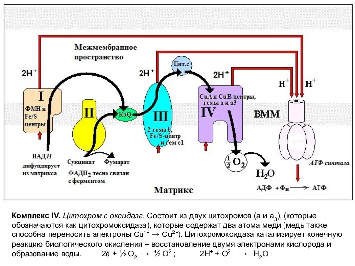 Комплекс IV. Цитохром c оксидаза. Состоит из двух цитохромов (а