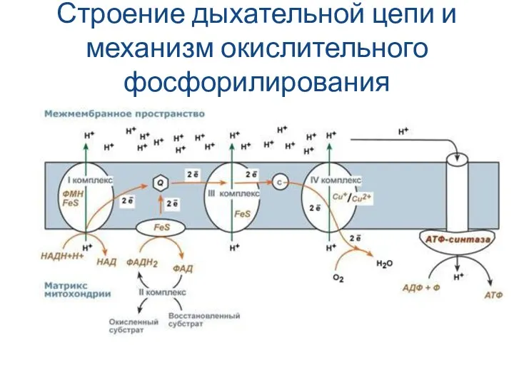 Строение дыхательной цепи и механизм окислительного фосфорилирования