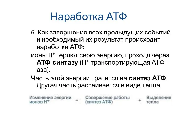 Наработка АТФ 6. Как завершение всех предыдущих событий и необходимый