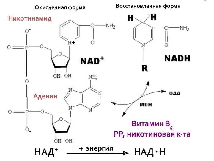 Никотинамид Аденин Окисленная форма Восстановленная форма + энергия Витамин В5 РР, никотиновая к-та