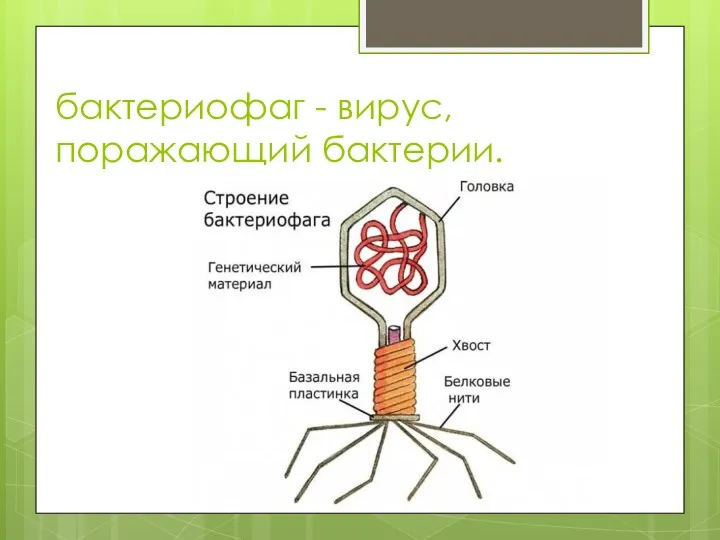 бактериофаг - вирус, поражающий бактерии.