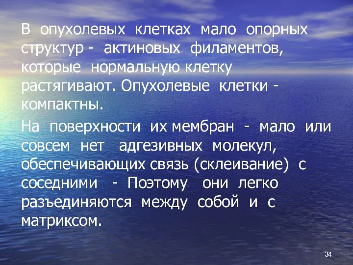 В опухолевых клетках мало опорных структур - актиновых филаментов, которые