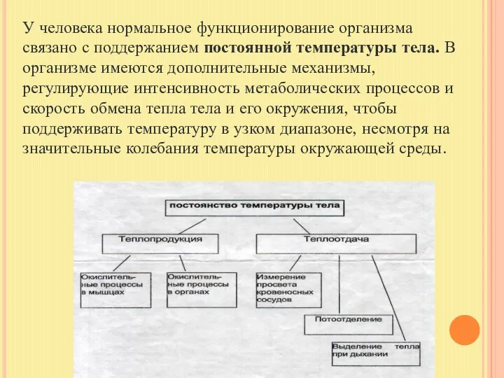 У человека нормальное функционирование организма связано с поддержанием постоянной температуры тела. В организме