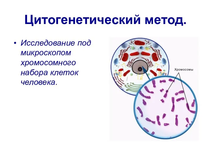 Цитогенетический метод. Исследование под микроскопом хромосомного набора клеток человека.
