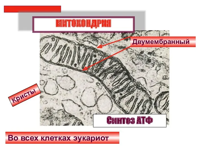 Двумембранный Во всех клетках эукариот МИТОХОНДРИЯ Синтез АТФ Кристы