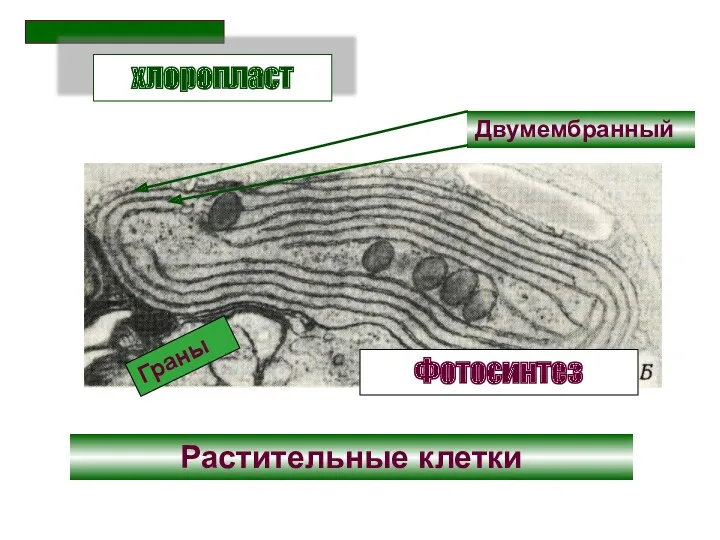 Двумембранный хлоропласт Растительные клетки Фотосинтез Граны