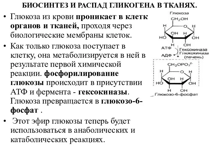 БИОСИНТЕЗ И РАСПАД ГЛИКОГЕНА В ТКАНЯХ. Глюкоза из крови проникает