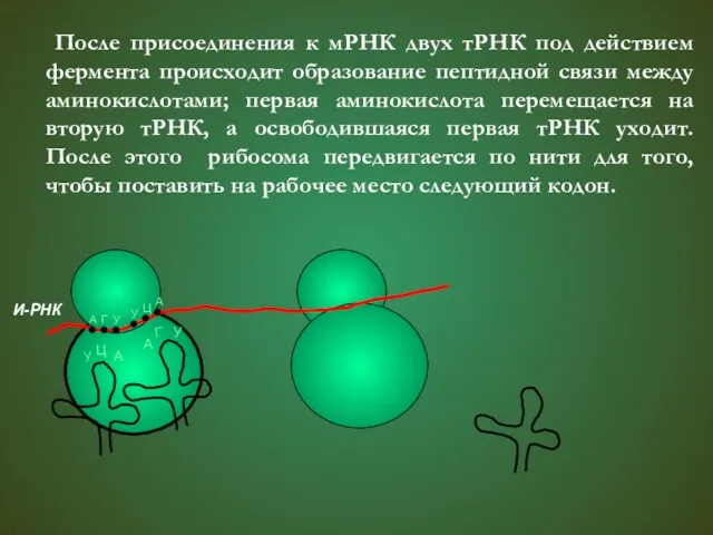 После присоединения к мРНК двух тРНК под действием фермента происходит