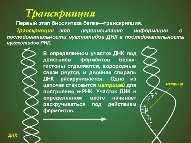 Транскрипция Первый этап биосинтеза белка—транскрипция. Транскрипция—это переписывание информации с последовательности