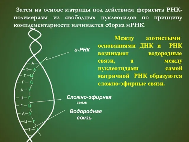 Затем на основе матрицы под действием фермента РНК-полимеразы из свободных