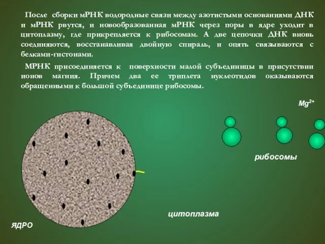 мРНК После сборки мРНК водородные связи между азотистыми основаниями ДНК