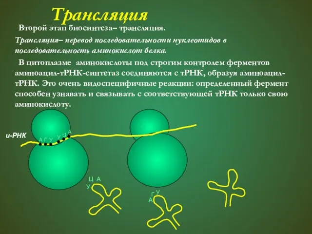 Трансляция Второй этап биосинтеза– трансляция. Трансляция– перевод последовательности нуклеотидов в