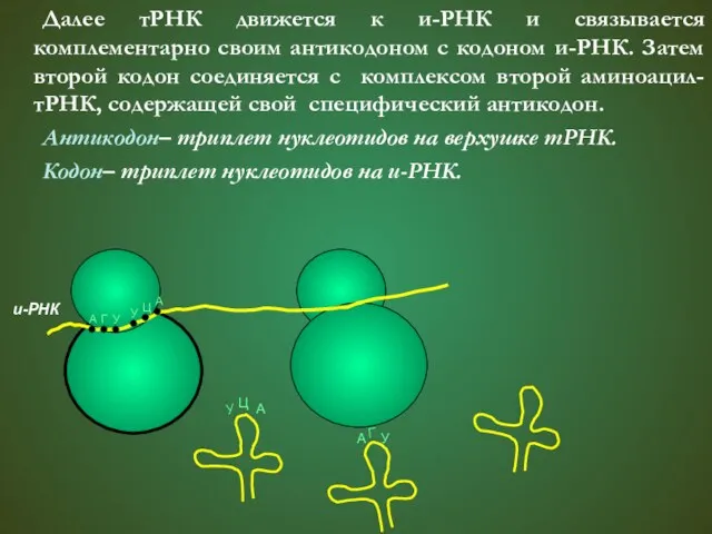 Далее тРНК движется к и-РНК и связывается комплементарно своим антикодоном