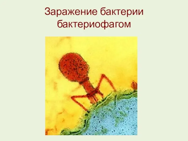 Заражение бактерии бактериофагом