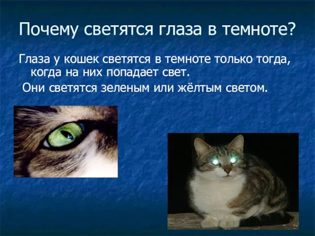 Почему светятся глаза в темноте? Глаза у кошек светятся в