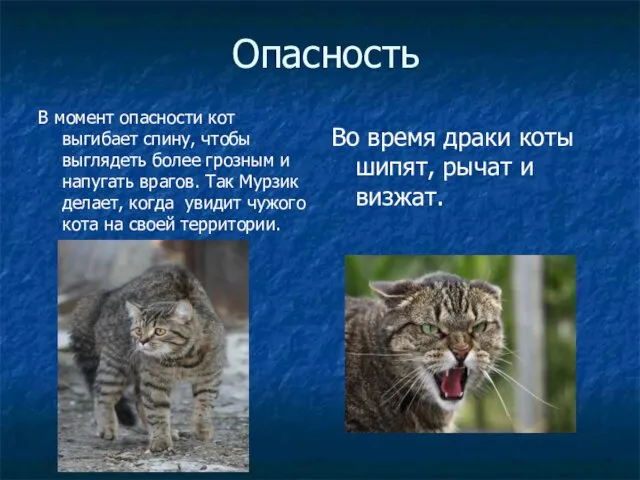 Опасность В момент опасности кот выгибает спину, чтобы выглядеть более