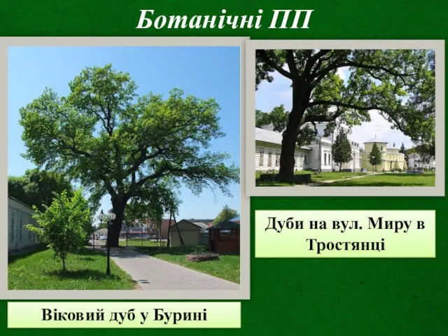 Ботанічні ПП Віковий дуб у Бурині Дуби на вул. Миру в Тростянці