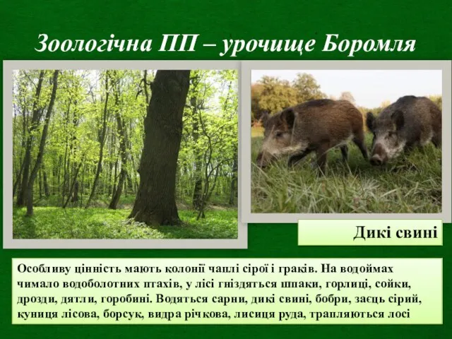 Зоологічна ПП – урочище Боромля Дикі свині Особливу цінність мають