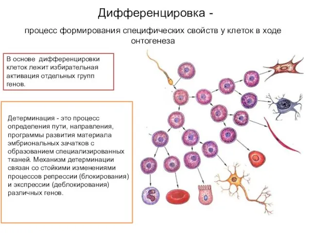 Дифференцировка - процесс формирования специфических свойств у клеток в ходе онтогенеза