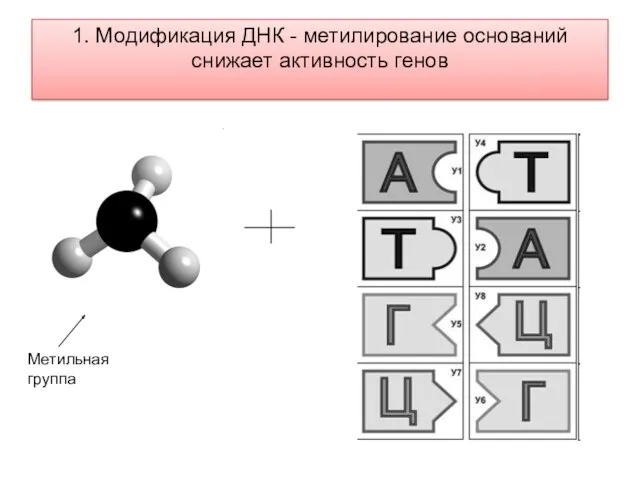 1. Модификация ДНК - метилирование оснований снижает активность генов