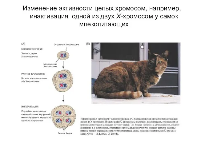 Изменение активности целых хромосом, например, инактивация одной из двух X-хромосом у самок млекопитающих