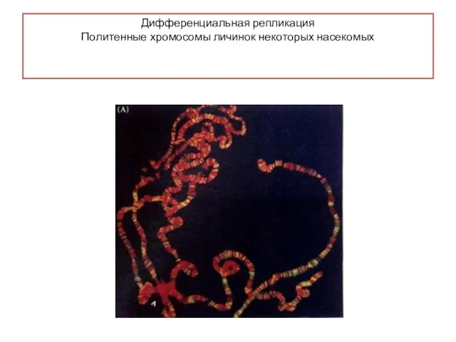Дифференциальная репликация Политенные хромосомы личинок некоторых насекомых