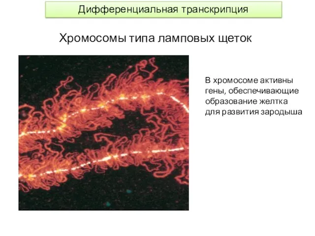 Хромосомы типа ламповых щеток В хромосоме активны гены, обеспечивающие образование желтка для развития зародыша Дифференциальная транскрипция
