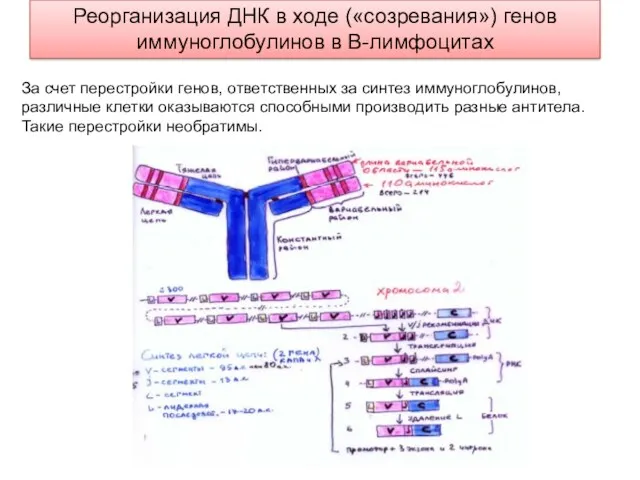 Реорганизация ДНК в ходе («созревания») генов иммуноглобулинов в B-лимфоцитах За