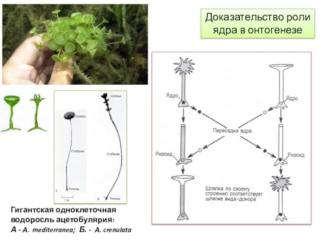 Гигантская одноклеточная водоросль ацетобулярия: А - А. mediterranea; Б. -