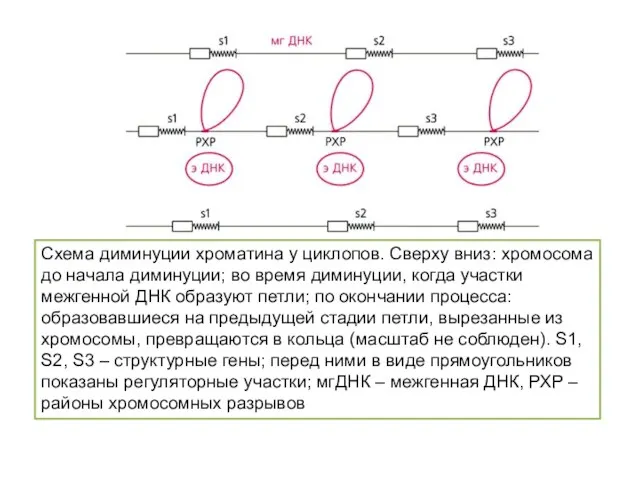 Схема диминуции хроматина у циклопов. Сверху вниз: хромосома до начала