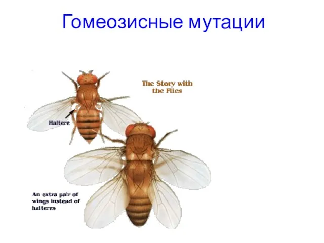 Гомеозисные мутации