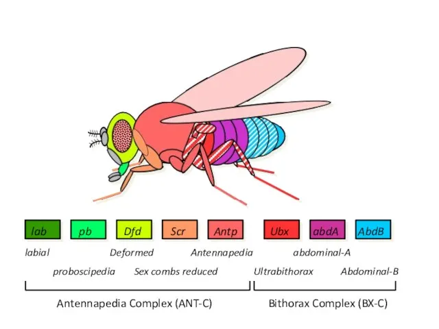 Antennapedia Complex (ANT-C) Bithorax Complex (BX-C) labial proboscipedia Deformed Sex