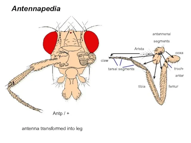 Arista femur antennenal segments tarsal segments coxa troch- anter tibia