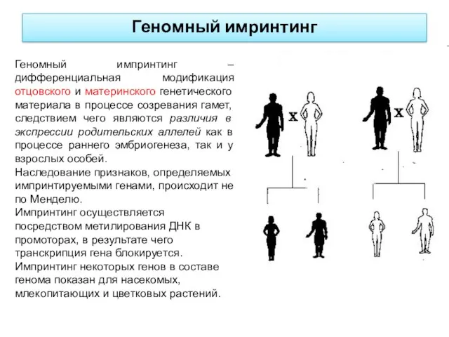 Геномный имринтинг Геномный импринтинг – дифференциальная модификация отцовского и материнского