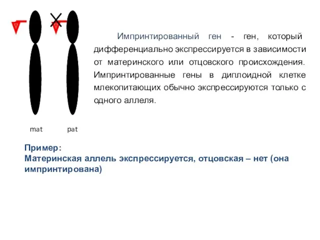 Импринтированный ген - ген, который дифференциально экспрессируется в зависимости от