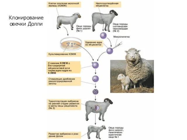 Клонирование овечки Долли Слияние КЭМЖ с безъядерной яйцеклеткой или пересадка ядра из КЭМЖ
