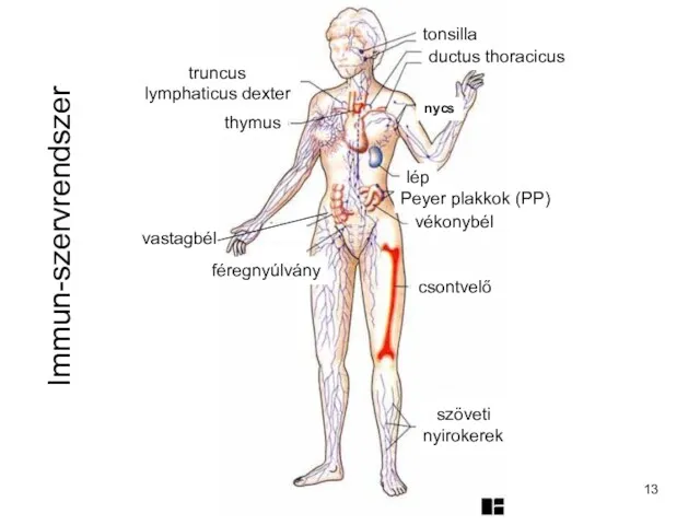 Immun-szervrendszer szöveti nyirokerek csontvelő vékonybél Peyer plakkok (PP) lép vastagbél féregnyúlvány thymus ductus