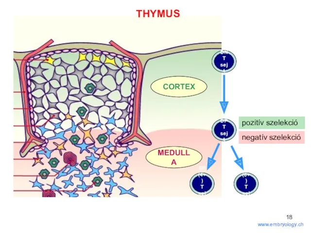 www.embryology.ch MEDULLA CORTEX pozitív szelekció negatív szelekció THYMUS