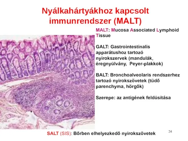 Nyálkahártyákhoz kapcsolt immunrendszer (MALT) MALT: Mucosa Associated Lymphoid Tissue GALT: Gastrointestinalis apparátushoz tartozó