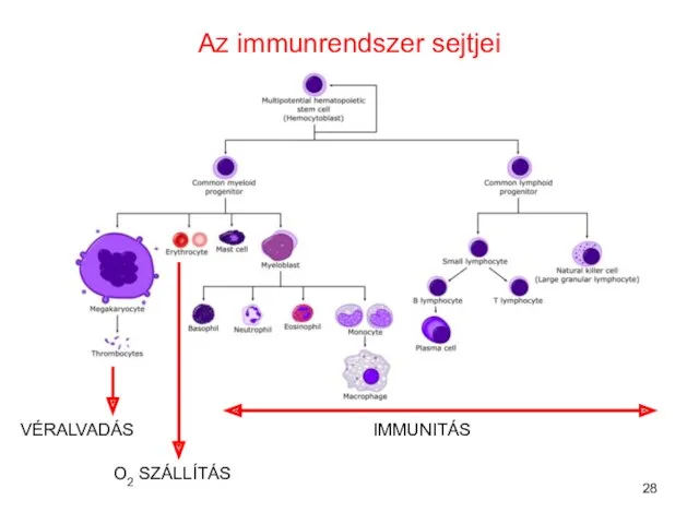 Az immunrendszer sejtjei VÉRALVADÁS O2 SZÁLLÍTÁS IMMUNITÁS