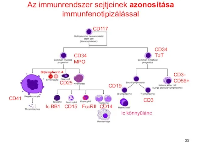 Az immunrendszer sejtjeinek azonosítása immunfenotipizálással