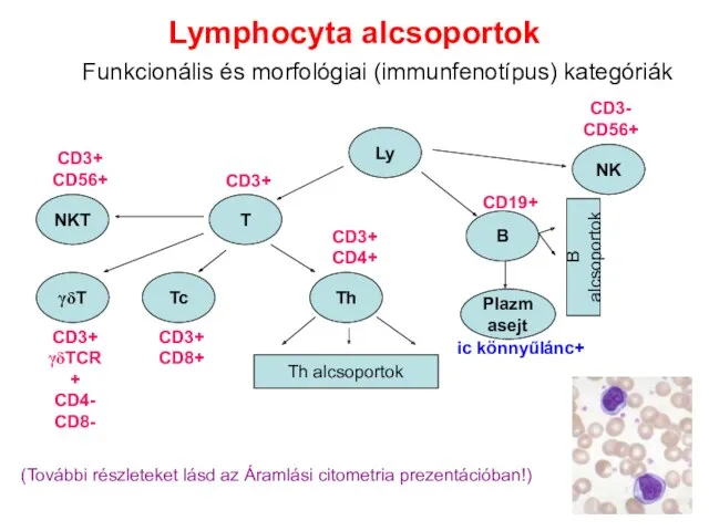 Lymphocyta alcsoportok Funkcionális és morfológiai (immunfenotípus) kategóriák Ly T B NK Tc Th