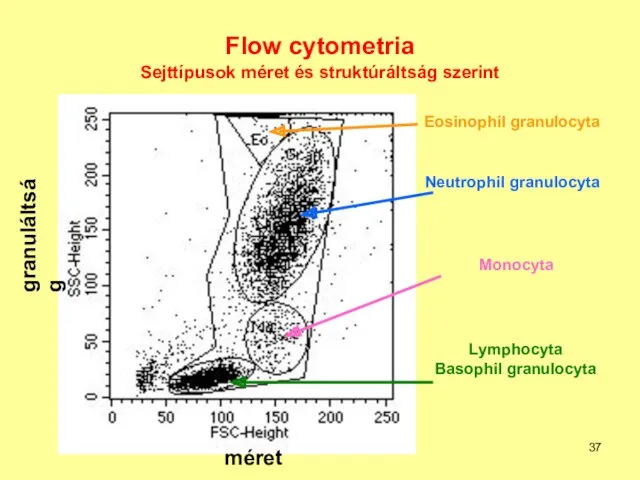 Flow cytometria Sejttípusok méret és struktúráltság szerint