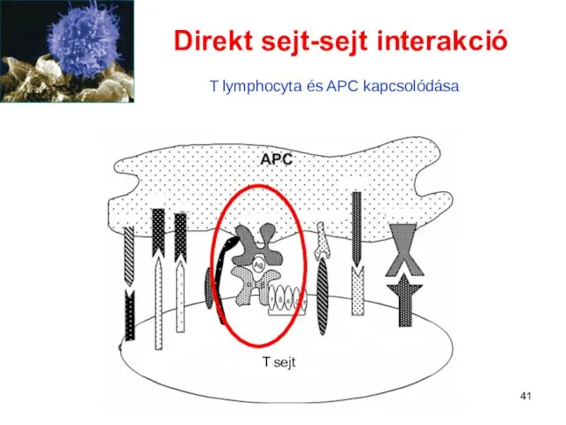 Direkt sejt-sejt interakció T lymphocyta és APC kapcsolódása T sejt