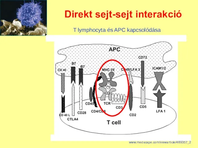 Direkt sejt-sejt interakció T lymphocyta és APC kapcsolódása www.medscape.com/viewarticle/489357_2