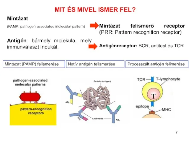 MIT ÉS MIVEL ISMER FEL? Processzált antigén felimerése Natív antigén felismerése Mintázat (PAMP)