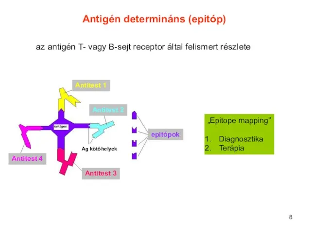 „Epitope mapping” Diagnosztika Terápia Antigén determináns (epitóp) az antigén T- vagy B-sejt receptor által felismert részlete