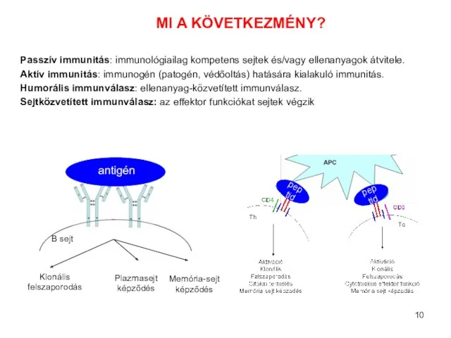 Passzív immunitás: immunológiailag kompetens sejtek és/vagy ellenanyagok átvitele. Aktív immunitás: immunogén (patogén, védőoltás)